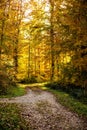 Forest in autumn with way and sun rays Royalty Free Stock Photo