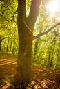 Forest in autumn with way Royalty Free Stock Photo