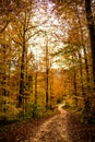 Forest in autumn with way in Germany Royalty Free Stock Photo