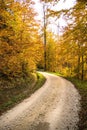 Forest in autumn with way Royalty Free Stock Photo
