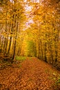 Forest in autumn with way in Germany Royalty Free Stock Photo