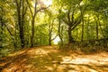 Forest in autumn with way Royalty Free Stock Photo