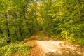 Forest in autumn with way Royalty Free Stock Photo