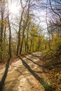 Forest in autumn with way in light and shadow Royalty Free Stock Photo