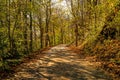 Forest in autumn with way in light and shadow Royalty Free Stock Photo