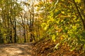 Forest in autumn with way in light and shadow Royalty Free Stock Photo