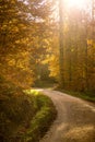 Forest in autumn with way and sun rays Royalty Free Stock Photo