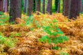 Forest in autumn