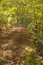 Forest with autumnal painted leaves Royalty Free Stock Photo