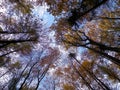 Forest, autumnal trees against blue sky nature background Royalty Free Stock Photo