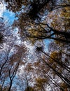 Forest, autumnal trees against blue sky nature background Royalty Free Stock Photo