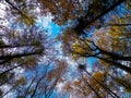 Forest, autumnal trees against blue sky nature background Royalty Free Stock Photo