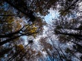 Forest, autumnal trees against blue sky nature background Royalty Free Stock Photo