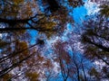 Forest, autumnal trees against blue sky nature background Royalty Free Stock Photo