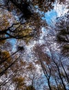 Forest, autumnal trees against blue sky nature background Royalty Free Stock Photo