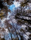 Forest, autumnal trees against blue sky nature background