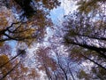 Forest, autumnal trees against blue sky nature background