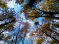 Forest, autumnal trees against blue sky nature background