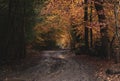 Forest in autumnmood Royalty Free Stock Photo