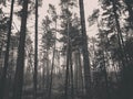 The forest awakens again after the winter break Royalty Free Stock Photo