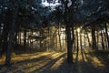 Forest with back light shining through Royalty Free Stock Photo
