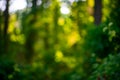 Forest background. Blur nature background. Greenery spring landscape background. Green lush environment. Blurry green leaves in Royalty Free Stock Photo