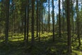 Forest background. Dark forrest nature view Royalty Free Stock Photo