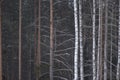 Forest background in early spring with spruce and birch trees