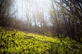 Forest background with green leaves growing on the ground and sun shining through trees. Royalty Free Stock Photo