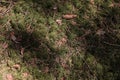 Forest background. Moss, pine needles, fir cones, bark. Brown and marsh colors Royalty Free Stock Photo