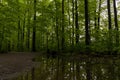 Forest background with puddle reflection