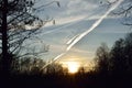 Forest background with sky and clouds