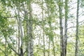 Forest background in summer, view through the birches to the sky. The concept of allergy to birch pollen Royalty Free Stock Photo