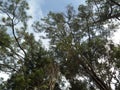 Forest tree trunks path fog pines Royalty Free Stock Photo