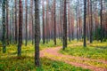 Forest background of tree trunks and path Royalty Free Stock Photo