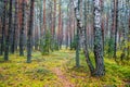 Forest background of tree trunks and path Royalty Free Stock Photo