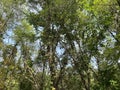 Forest backyard green trees natural light sunny afternoon fresh air calm hiking trail foliage