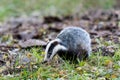 The Forest Badger Meles Meles Royalty Free Stock Photo