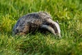The Forest Badger Meles Meles Royalty Free Stock Photo
