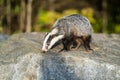 The Forest Badger Meles Meles Royalty Free Stock Photo
