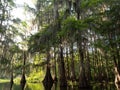 Forest of Bald Cypress Trees in a Louisiana Swamp Royalty Free Stock Photo