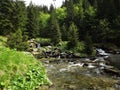 Forest in Balea lac districkt