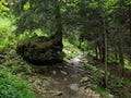 Forest in Balea lac districkt