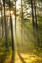 Forest at the Baltic coast in Poland with light beams