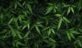 Forest bamboo background. Leaves green wallpaper. For banner postcard, book illustration. Created with generative AI tools Royalty Free Stock Photo