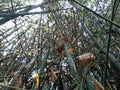 Forest bamboo in very useful