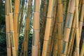Bamboo / bamboe Royalty Free Stock Photo