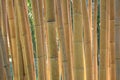 Bamboo / bamboe Royalty Free Stock Photo