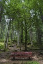 Forest Bank Bench Trees Green Deciduous Forest relax nature