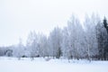 Forest on the Bank of the river birch grove alley, landscape Park tree branches in the ice. Frozen pond pond field. Cloudy Royalty Free Stock Photo